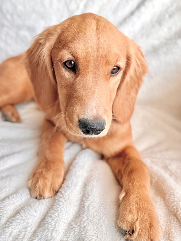Miniature Golden Retriever