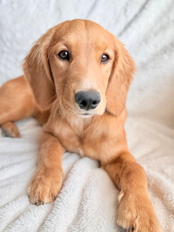 Miniature Golden Retriever