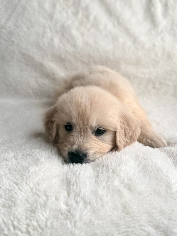 AKC golden retriever stud