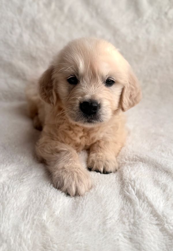 Miniature Golden Retriever Stud