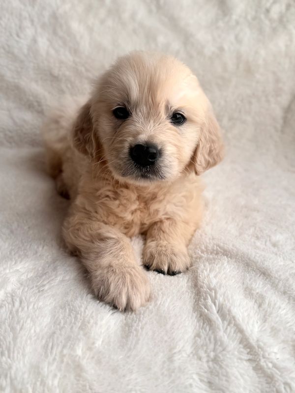 English Cream Golden Retriever Stud