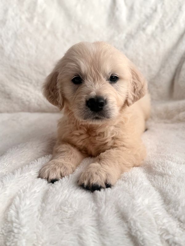 English Cream Golden Retriever Stud