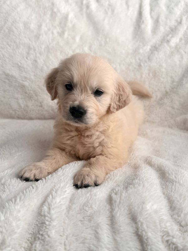 AKC golden retriever stud