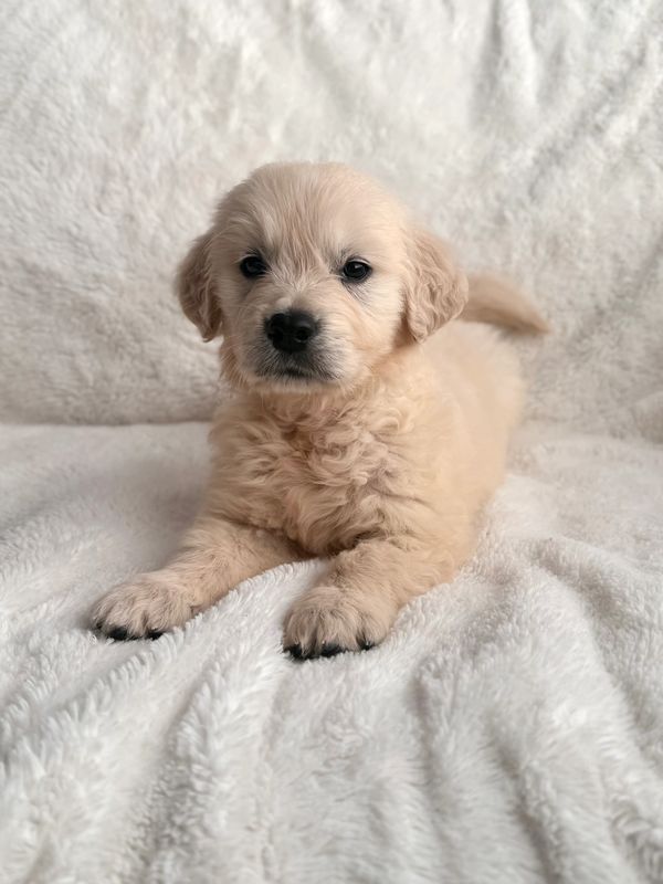 Miniature Golden Retriever Stud
