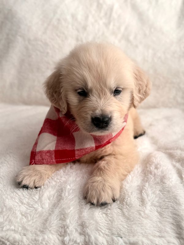 AKC golden retriever stud