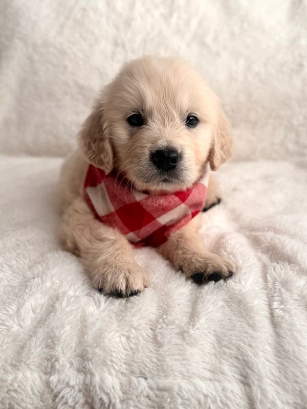 English Cream Golden Retriever Stud