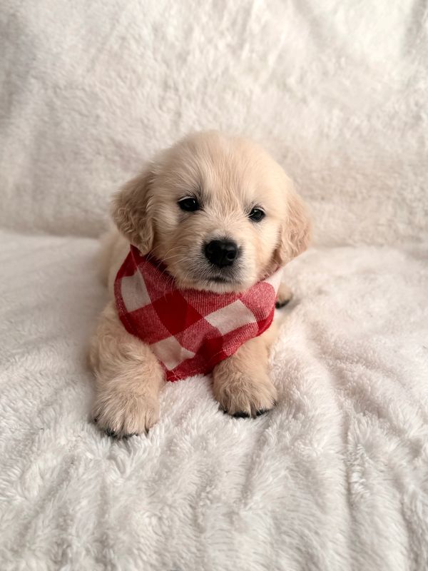 Miniature Golden Retriever Stud