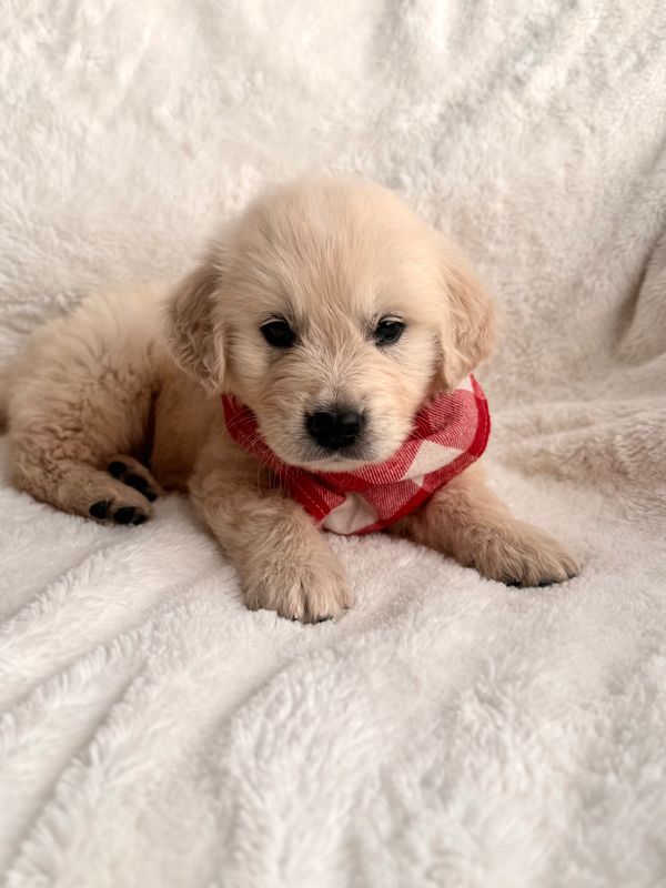 AKC golden retriever stud