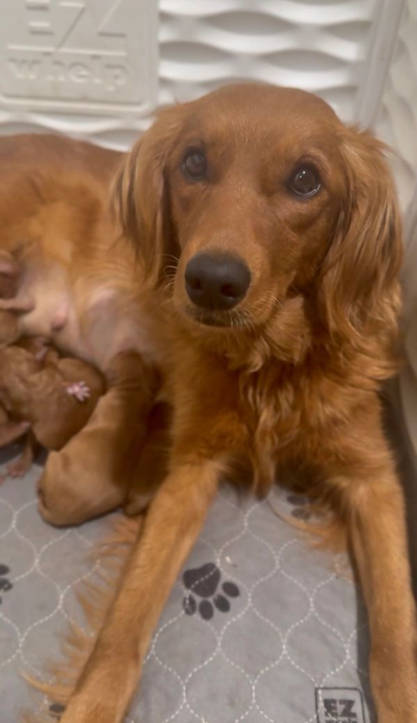 Miniature Golden Retriever Puppies