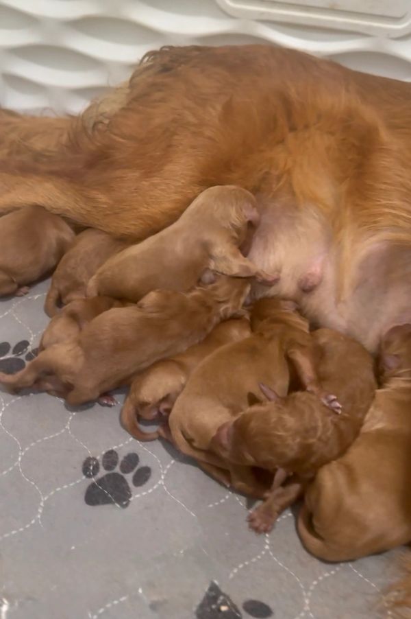 Miniature Golden Retriever Puppies