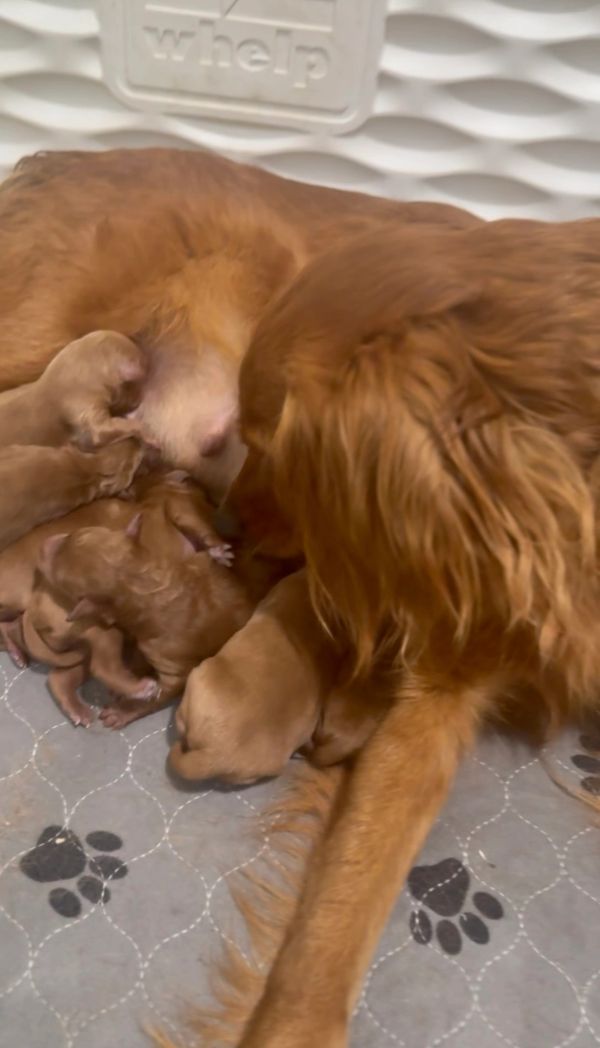 Miniature Golden Retriever Puppies
