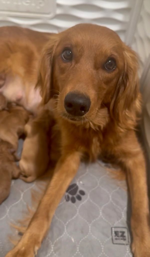 Miniature Golden Retriever Puppies