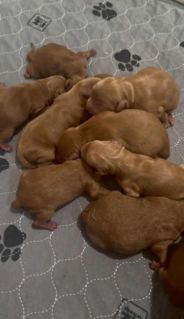Miniature Golden Retriever Puppies