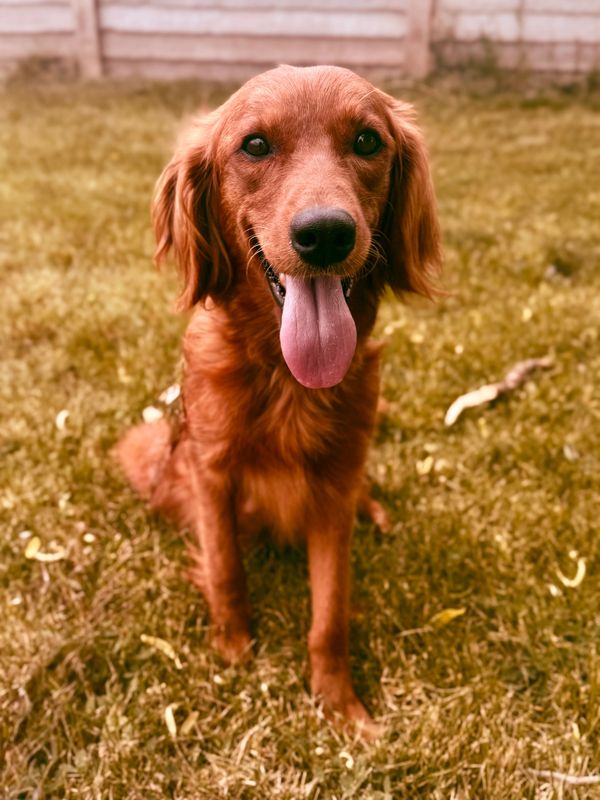 Miniature Golden Retriever Puppies