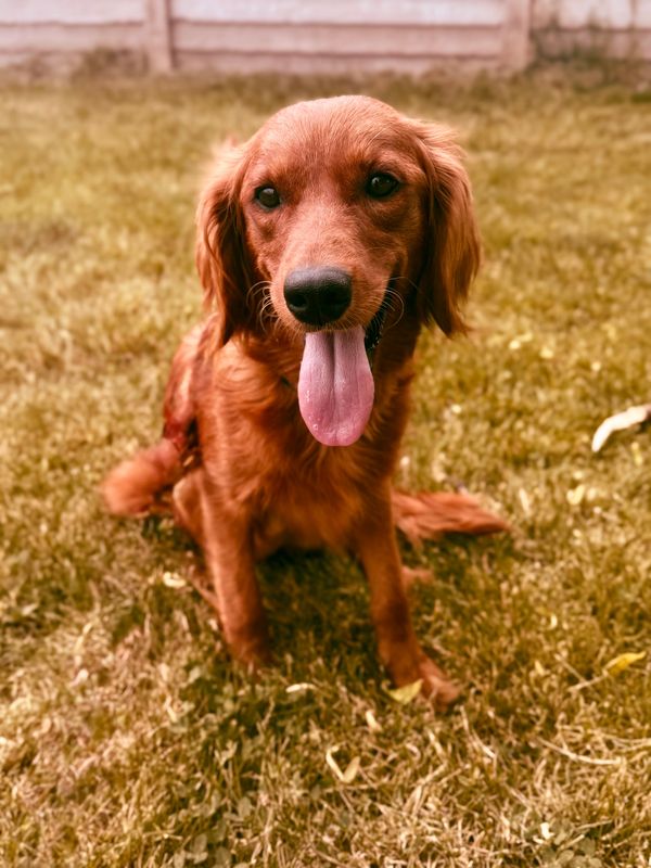 Miniature Golden Retriever Puppies