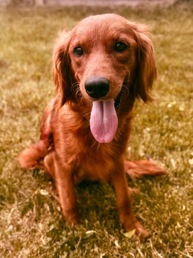 Miniature Golden Retriever Puppies