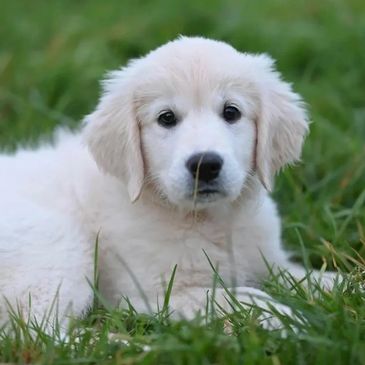 Cute white puppy lying on grass, looking at the camera.