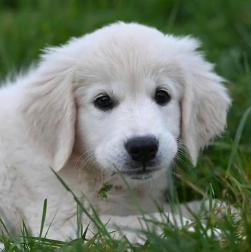 Close-up of a fluffy white puppy lying in the grass.