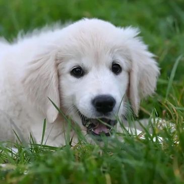 Adorable white puppy lying in the green grass, looking curious.