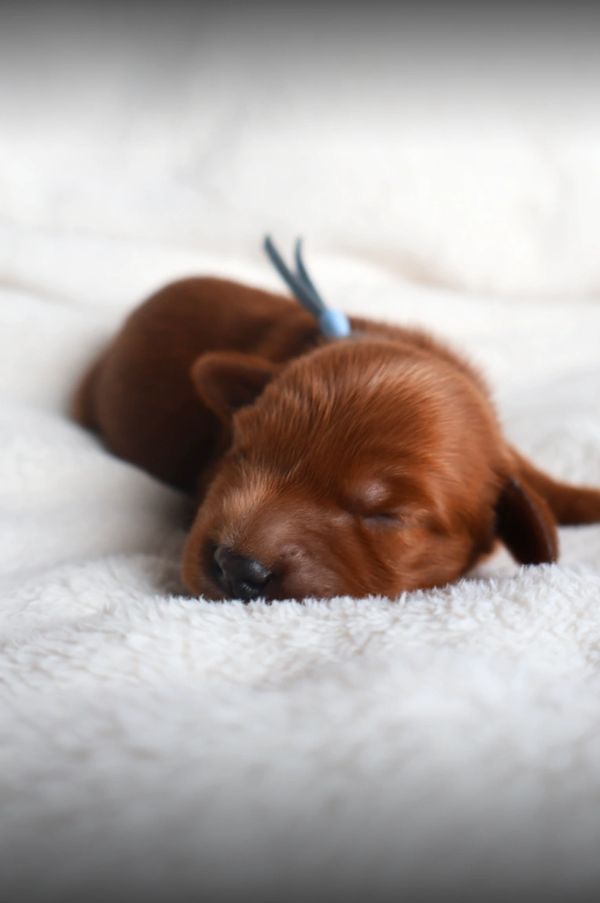Newborn red miniature golden retriever puppy on white fluffy blanket, blue collar