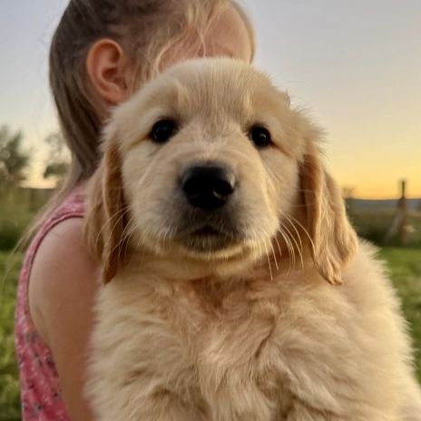 Gold Miniature Golden Retriever puppy on green grass, laying down and relaxed.
