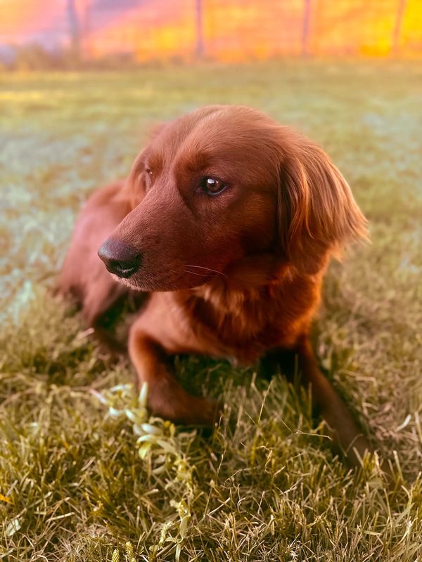 Miniature Golden Retriever Puppies