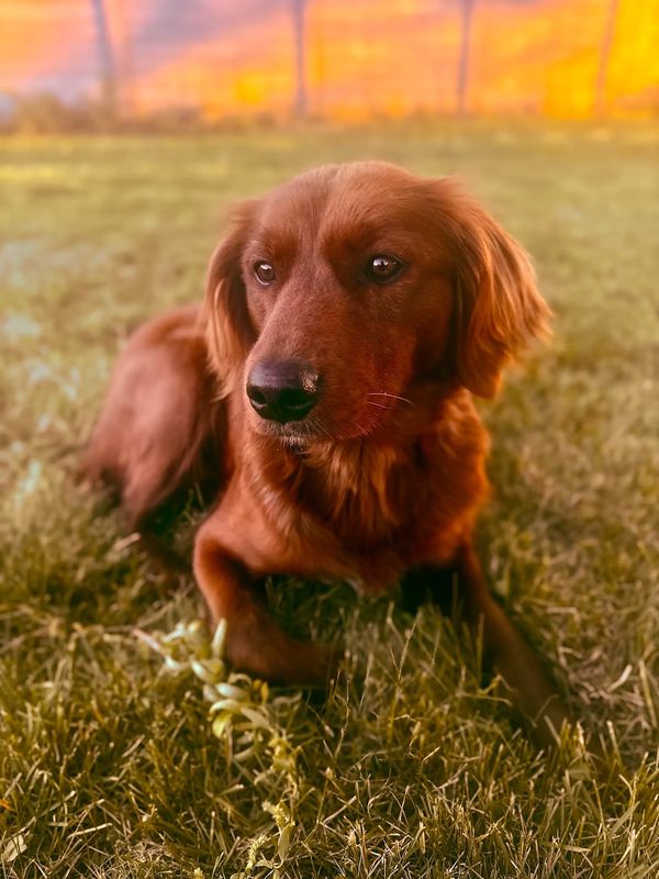 Miniature Golden Retriever Puppies
