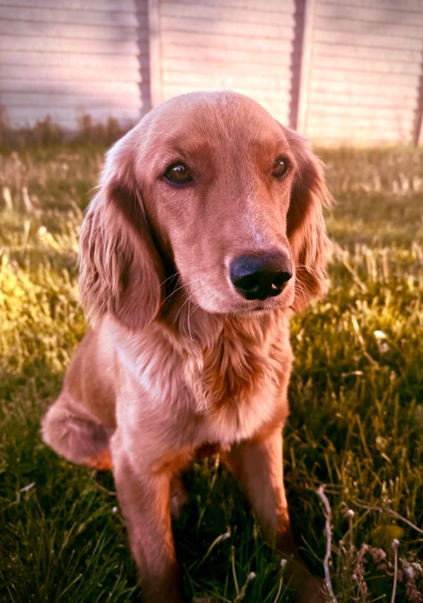 Miniature Golden Retriever