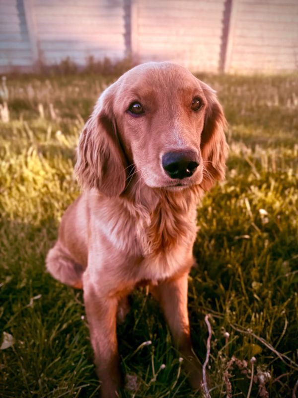 Miniature Golden Retriever