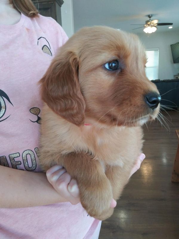 Willow as a puppy! 