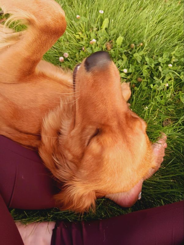 Living the dog's dream!