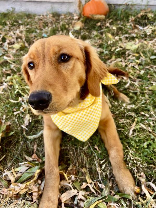 Our Dark Gold Miniature Golden Retriever Mama, Londyn! 