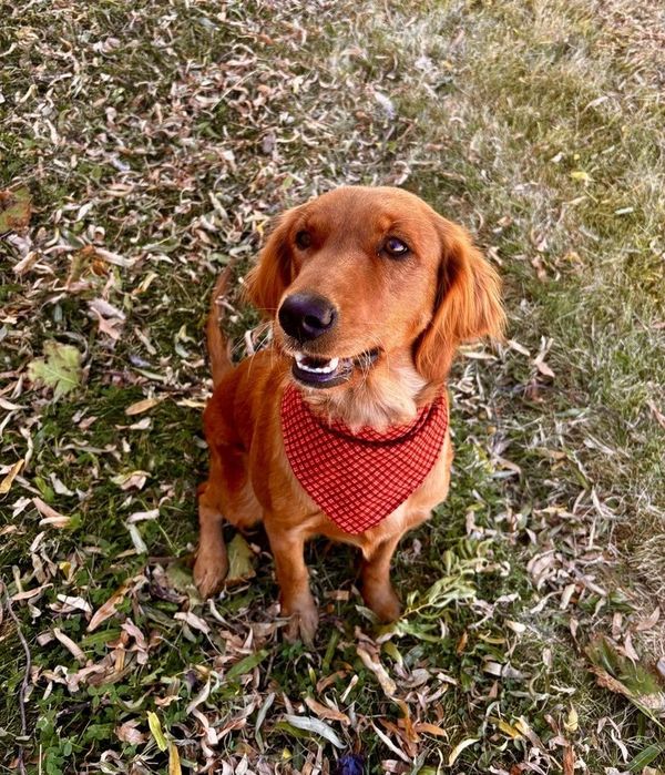 Our Red American Red Golden Retriever Mama, Willow!