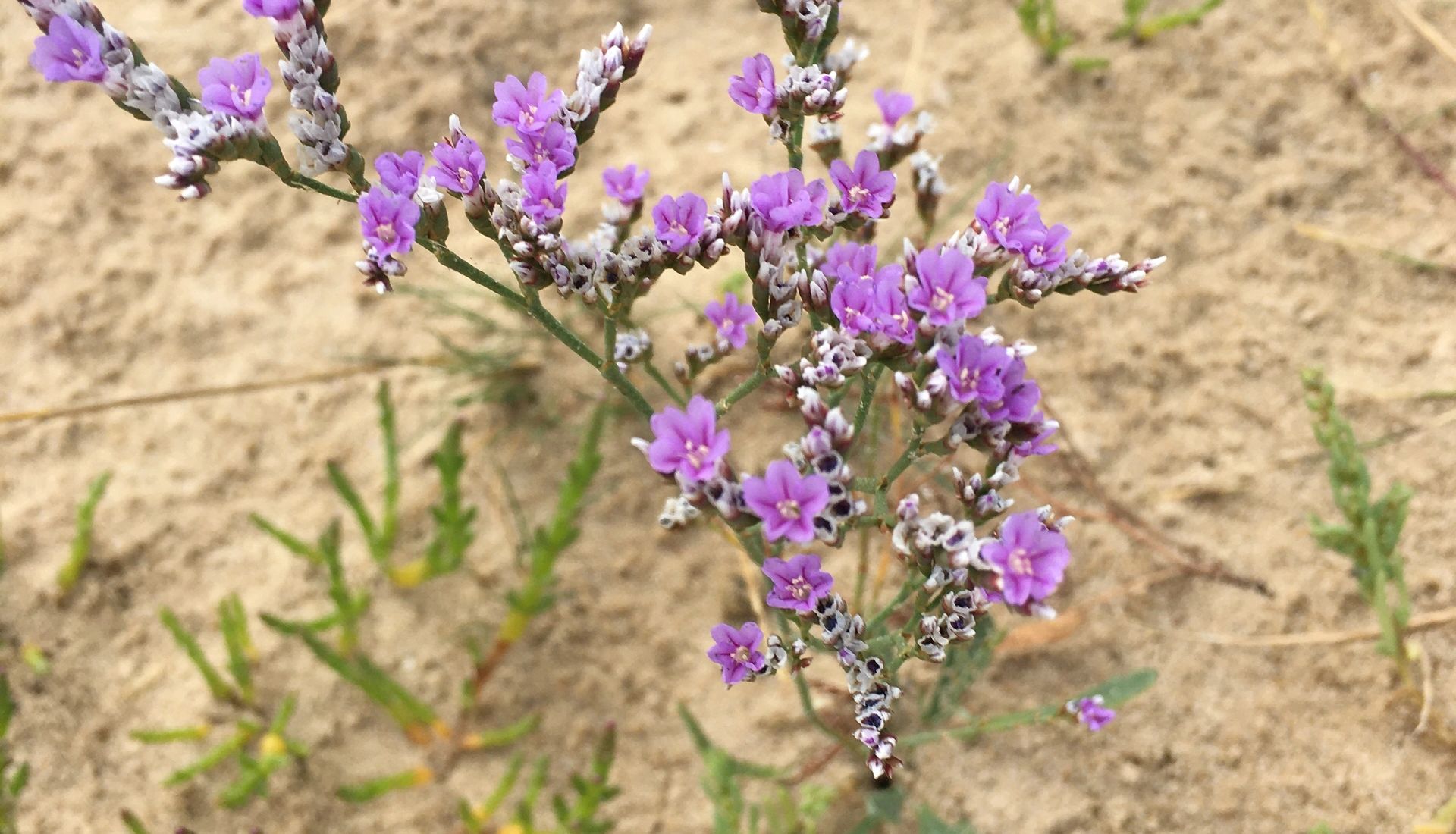 Samphire and Sea Lavender gowing out of the sand. Have your homeopathic consultation from anywhere.