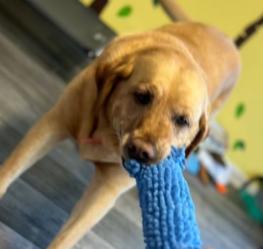 tug-of-war games