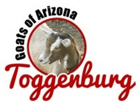 Toggenburg Goats of Arizona
