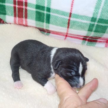 Nocturnal kennels has basenji pups available!