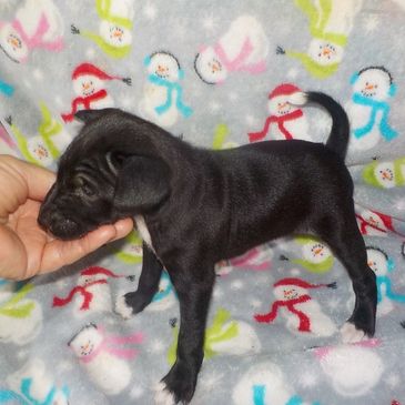 Basenji pup, black and white sweet girl ready 1-16, contact us for details