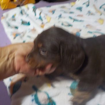 Dachshund mini male long hair choc/tan ready 8-15. At nocturnal kennels. Contact us for details  336