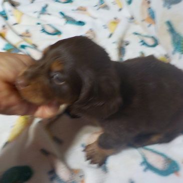 Dachshund male long coat choc/tan at nocturnal kennels. Ready 8-15 to join your home. Call for detai