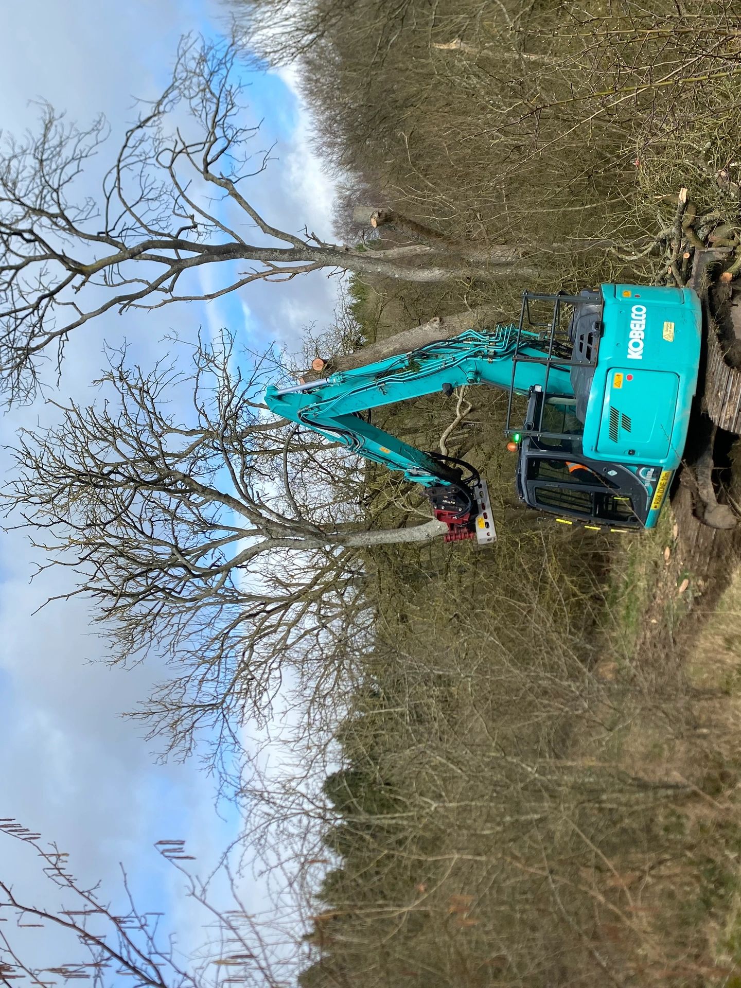 A blue Kobelco excavator cutting tree branches in a forest.