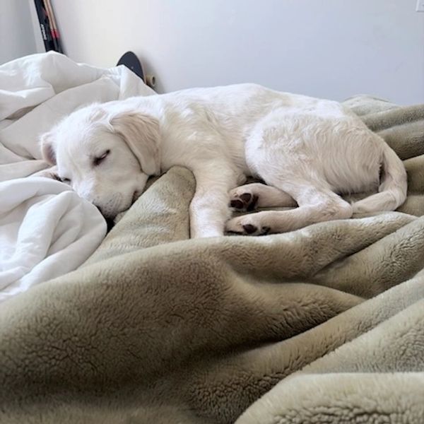 A white puppy sleeping peacefully on a cozy blanket.