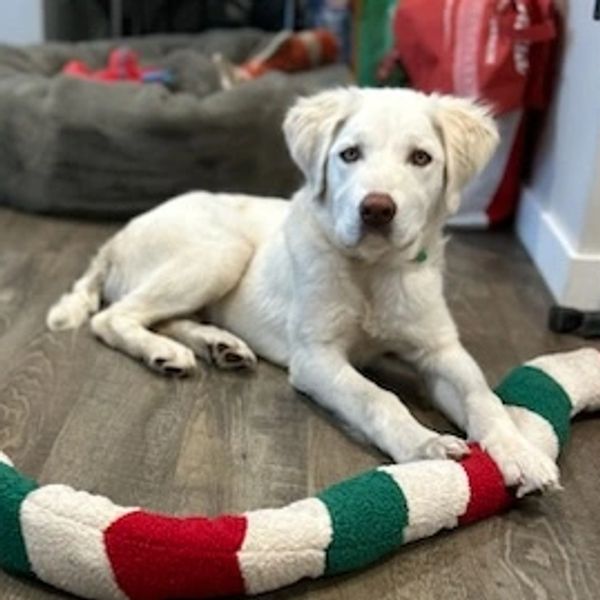 A white dog lying on the floor with a red, green, and white toy.
