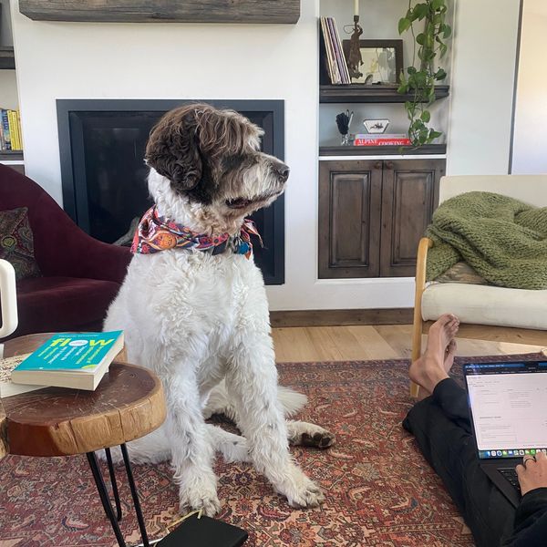 Curly white and brown dog wearing a colorful bandana sits on a patterned rug in a cozy living room.