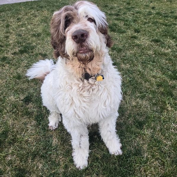 Fluffy white and brown dog sitting on grass, looking attentively.
