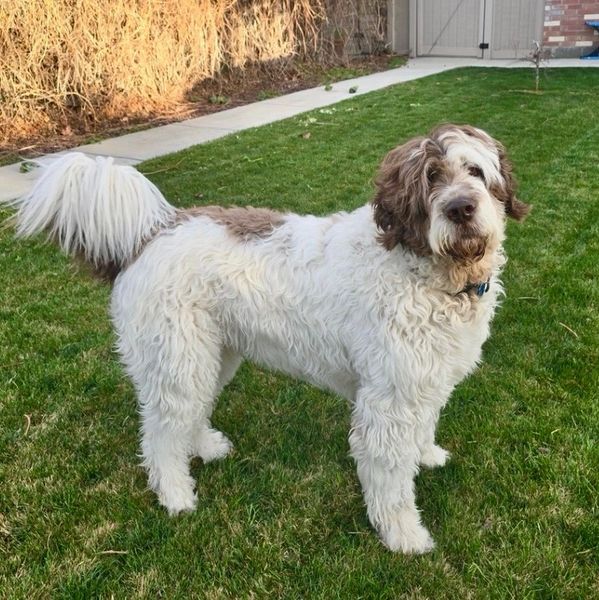 Fluffy white and brown dog standing on green grass in a backyard.