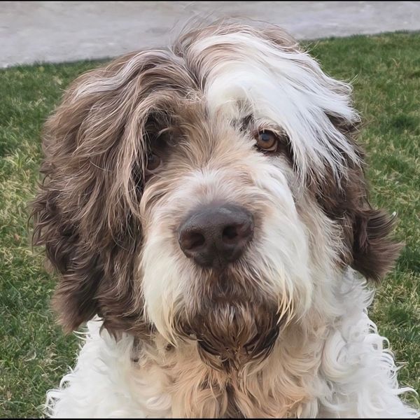 Close-up of a fluffy dog with curly fur looking at the camera.