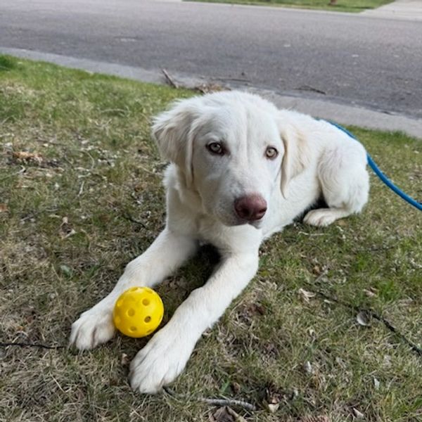 White dog lying on grass with a yellow ball.