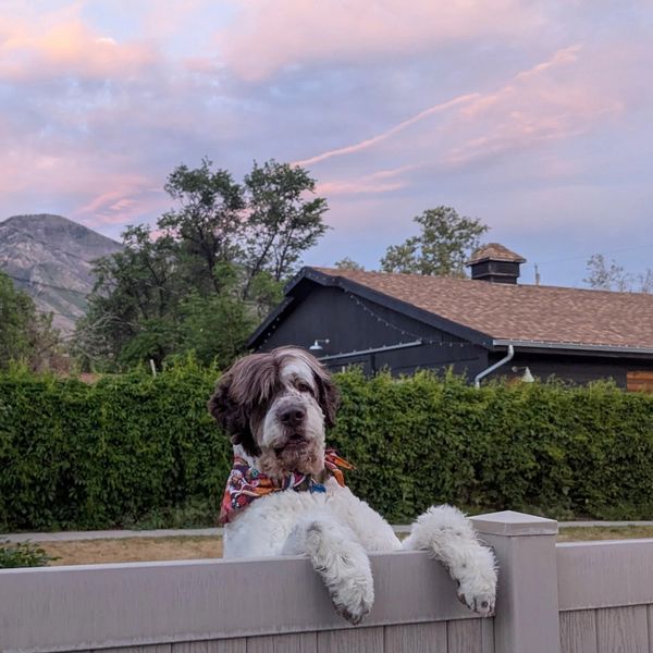 Dog wearing a colorful bandana looks over a fence at sunset.