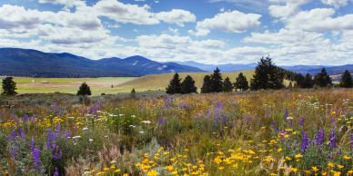 Wildflowers in a mountainous valley under a partly cloudy sky.